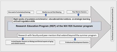 Improving strategic learning and self-regulation skills among underrepresented minority students in a summer research education training program